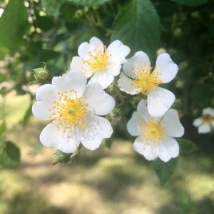 Meet your Posher, Aesthete Attire